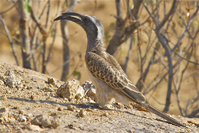 Tockus nasutus